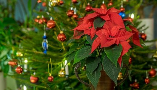 Péče o vánoční květiny a jejich pěstění