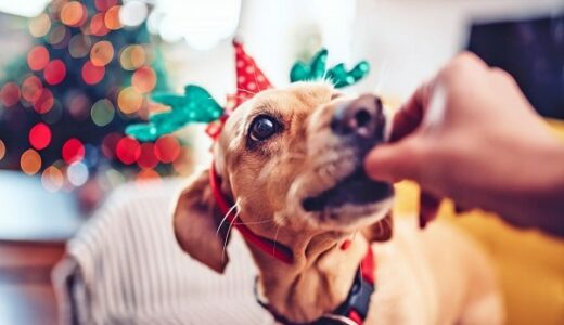 Ruka krmící pejska se sobími rohy na čelence