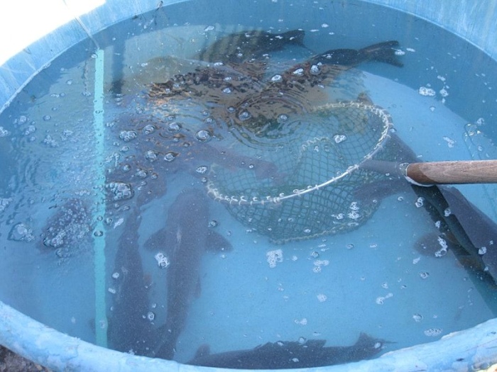 Vánoční kapři v kádi.